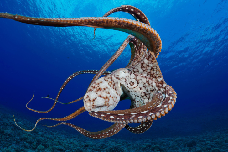 octopus software download